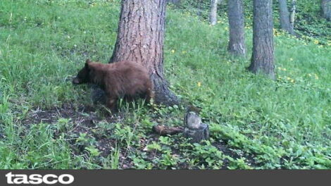 How to Coexist with Wild Animals Image